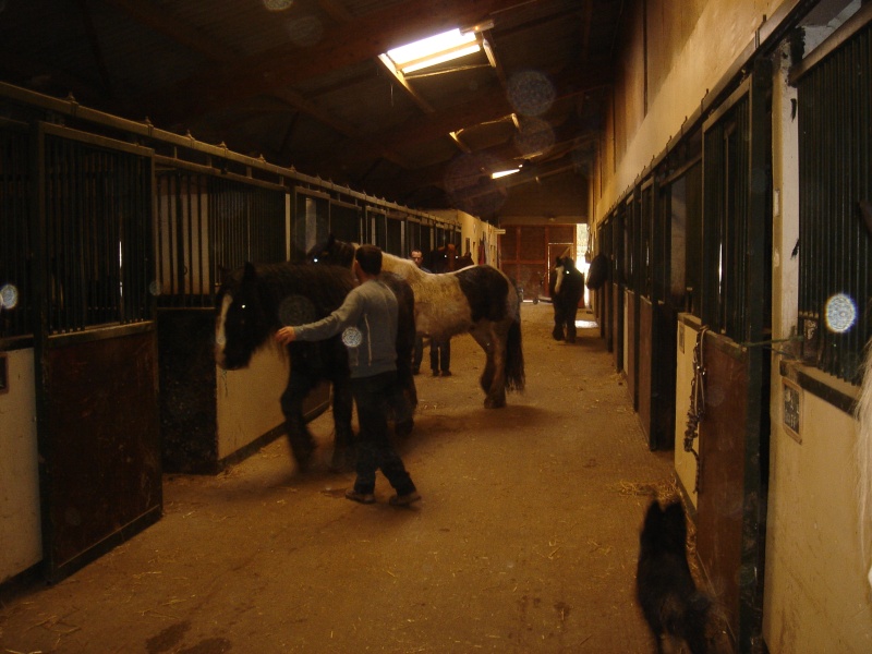 week  end special Forum Passion Irish Cob à Firfol - Page 15 Dsc01427