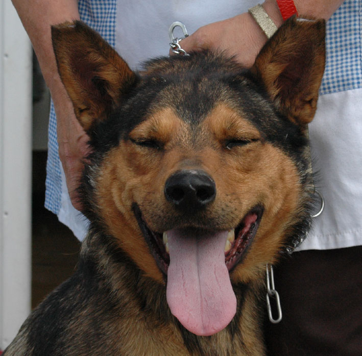 URGENT> Chipie, x berger, 5 ans - Roubaix (59) Chipie13