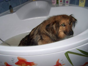 TCHARA a pris son bain (9 juillet 2008) Bain-110