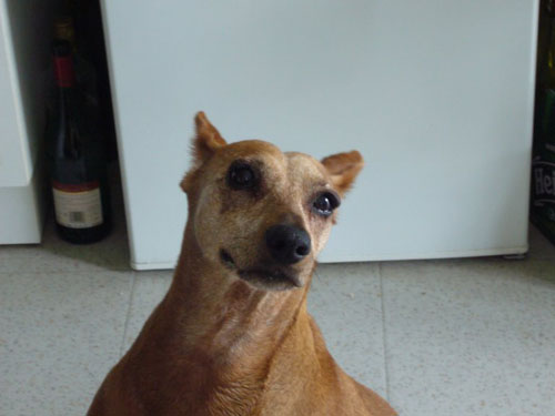 NINA, Pinscher Moyen LOF 12 ANS, 3 pattes DECEDEE Nina-f10