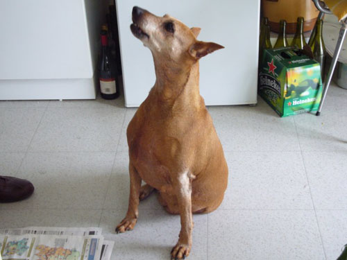 NINA, Pinscher Moyen LOF 12 ANS, 3 pattes DECEDEE Nina-p10