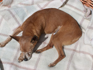NINA pinscher nain 12 ans souffre d'eventration ADOPTEE - Page 4 Pnaier10