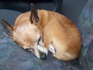 NINA pinscher nain 12 ans souffre d'eventration ADOPTEE - Page 3 Retour10