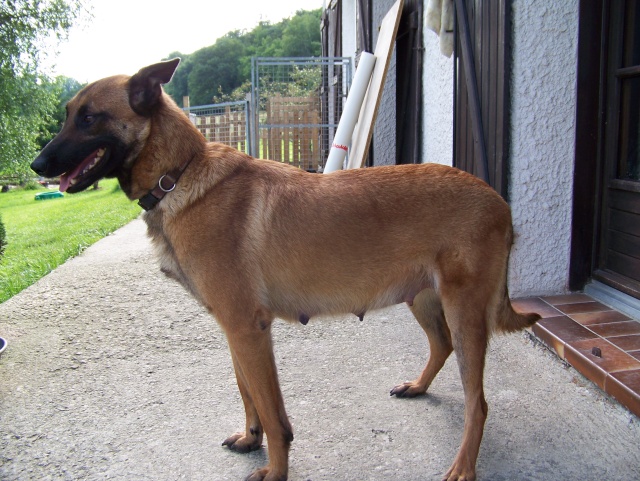 CHIOT MALINOIS DE TRAVAIL Chiens10