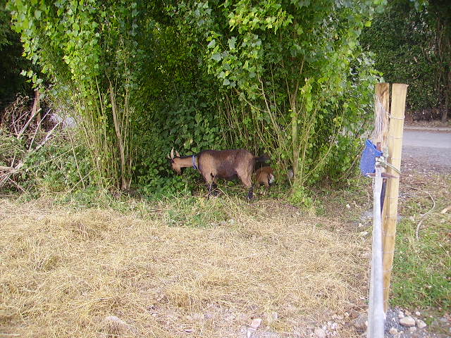 Arrivée de Tchéka, Aldo et Betty Arrive14