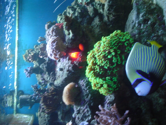 [b]plus d'anemone=nouvel aquarium[/b] - Page 3 Dsc05311