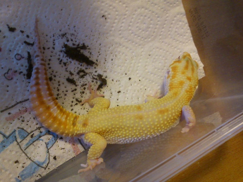 craquage à la bourse, gecko Dsc_0411