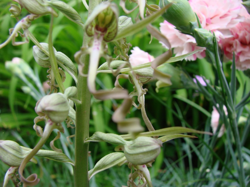 Himantoglossum hircinum - orchide bouc Dsc01410