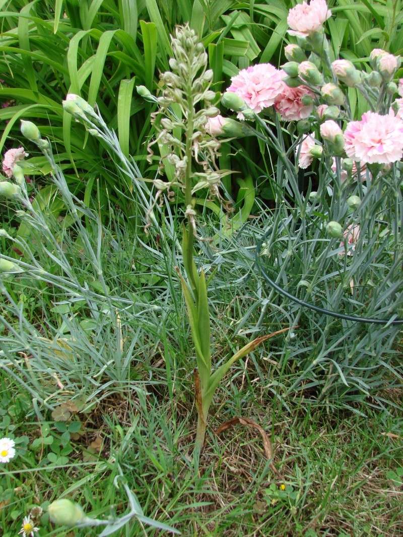 Himantoglossum hircinum - orchide bouc Dsc01411