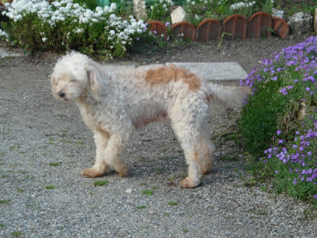 CANDY caniche abricot 12 ans dans le froid (38)- ADOPTEE Caly12