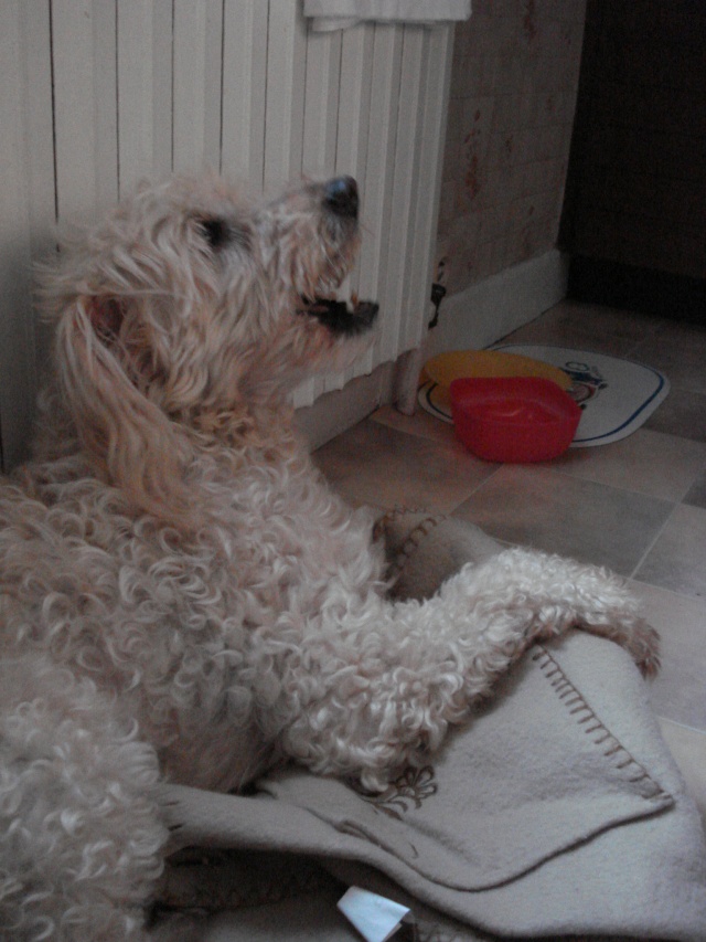 CANDY caniche abricot 12 ans dans le froid (38)- ADOPTEE Candy11