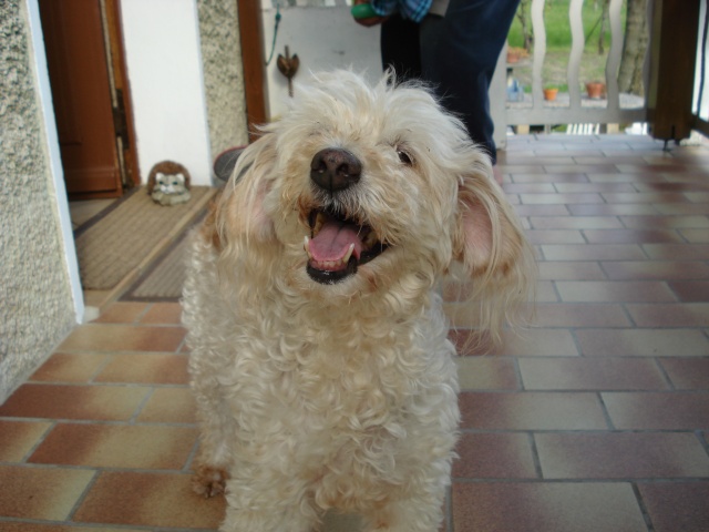 CANDY caniche abricot 12 ans dans le froid (38)- ADOPTEE Candy112