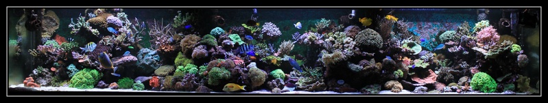 live - Ponte dans mon aquarium "live" - Page 2 Bac_sa10