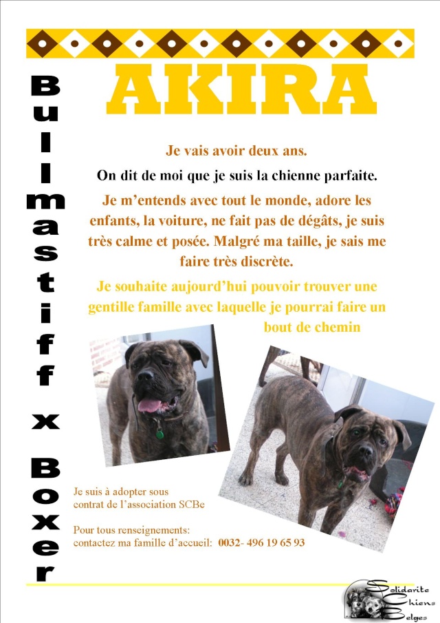 Akira - bullmastiff x boxer de presque 2 ans Akira_10