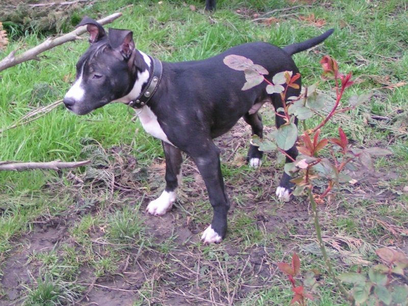 Tyson - amstaff de 4-5 mois Pict0011