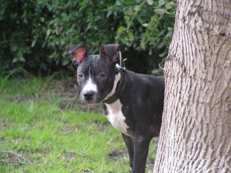 Tyson - amstaff de 4-5 mois Tyson110