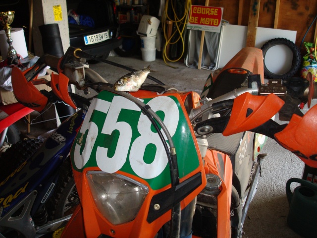 Sardine fait de la moto..............dans son garage Dsc01312