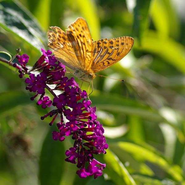 Le papillon doré Papill10