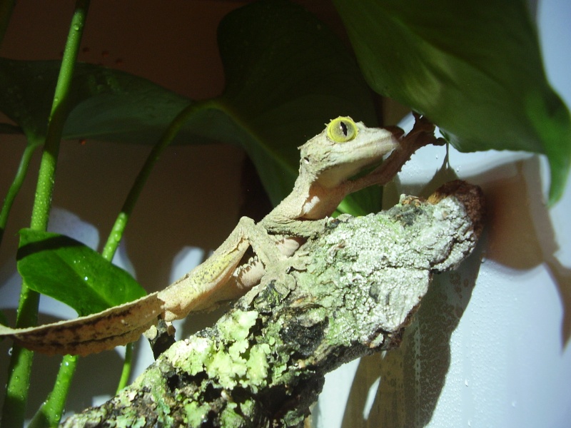 uroplatus P8150214