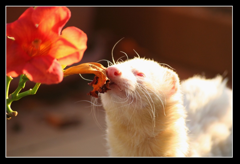 Mes bestioles ^^ - Page 3 Photo_20