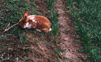 Le lapin domestique Lapin10