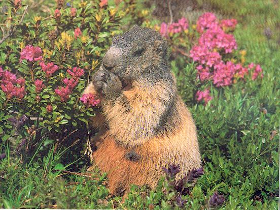 Abcdaire Animal - Page 4 Marmot10
