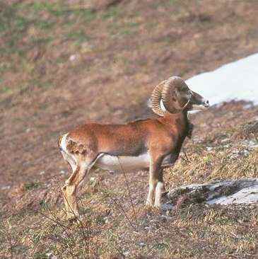 MOUFLON Mouflo11