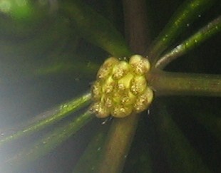 Fleur de ceratophyllum demersum Img_0913