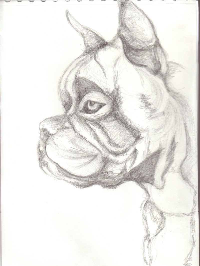 Vos dessins ! Boxer10