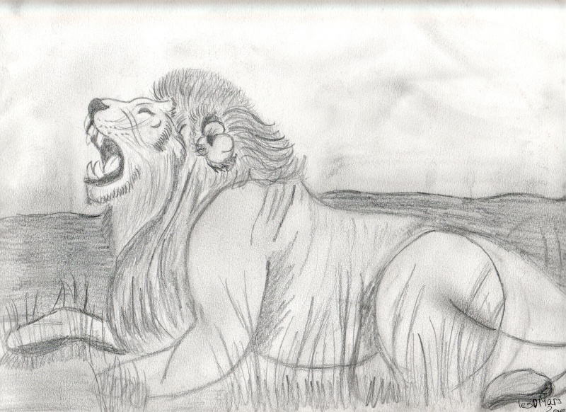 Vos dessins ! - Page 2 Lion10