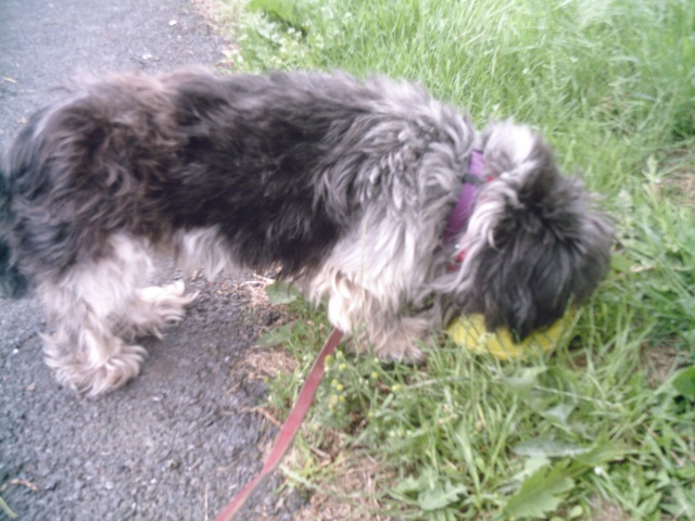 MEDOR SHIH TZU 5 ANS LL BELGIQUE 05060821