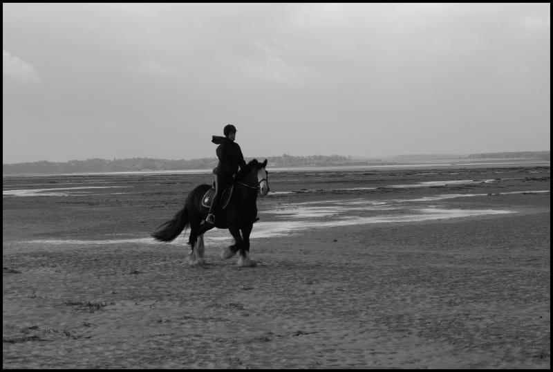 Buffalo en baie de somme _dsc2114