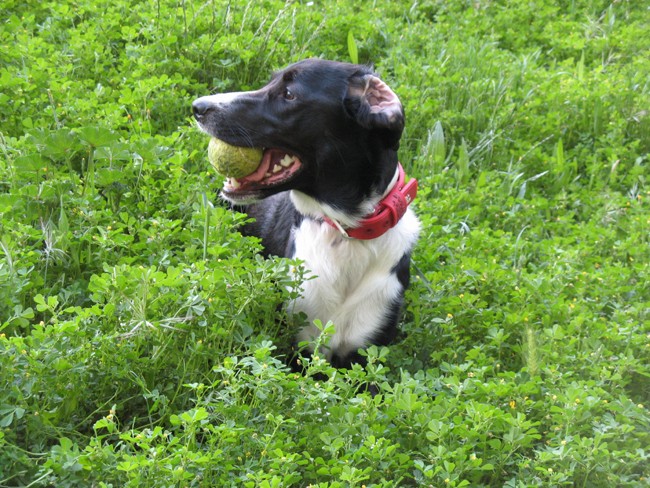 [SANKA, bibi chien] de ses 3 jours à aujourd'hui All_6510