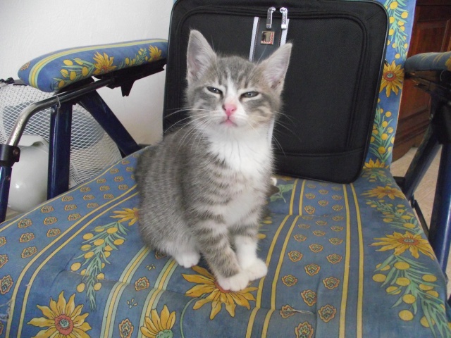 GUIZMO (Cassis, chaton mâle, né le 10 mai 2011, identifié 250269604305582) Dscf2421
