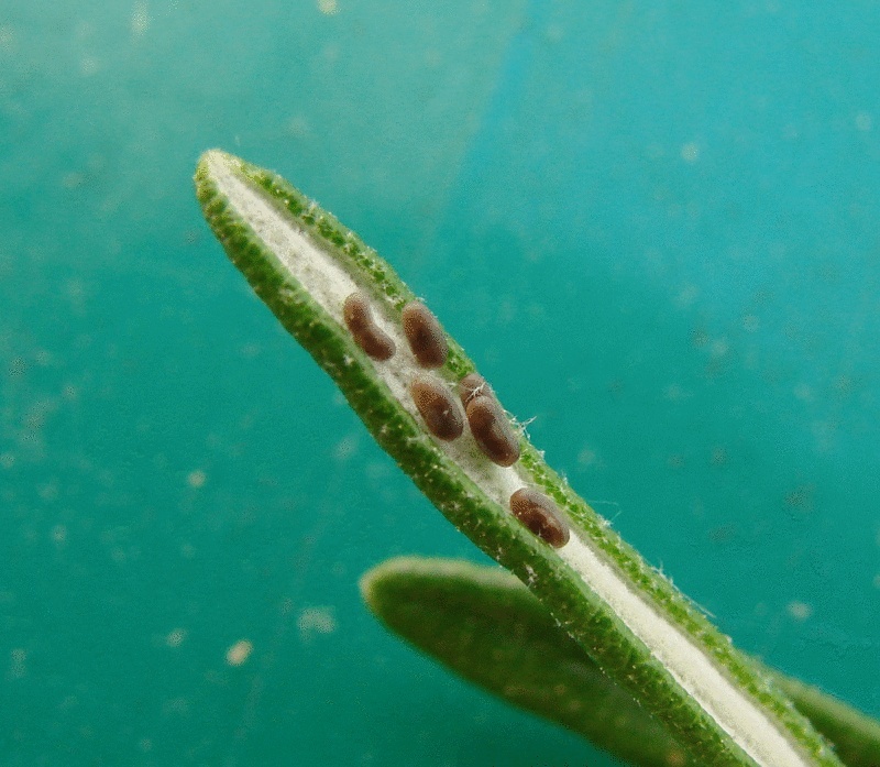 Chrysomle du romarin - chrysolina americana Oeufsc10