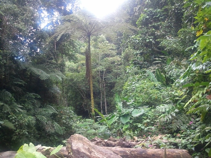 Le topic du clandestino colombien mangeur de fourmis - Page 2 20120722