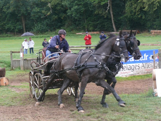 Haras du Pin - CCAI 2011 (quelques images). P1230119