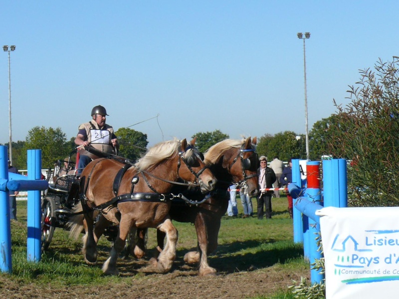 Lisieux 2011 - CAI et championnat de France attelage "Trait" P1260012