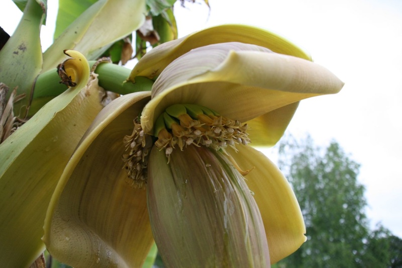 Fleur de bananier normand Img_0513