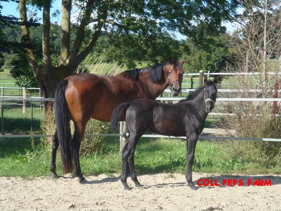 FOAL FEMELLE CHIPPENDALE Z * CARIDOR Z * ECHO DES FORETS II Cassio20