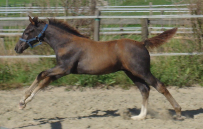 FOAL MALE CALVADOS Z * GRAND VENEUR Centau10