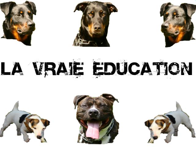 éducation canine Acceui10