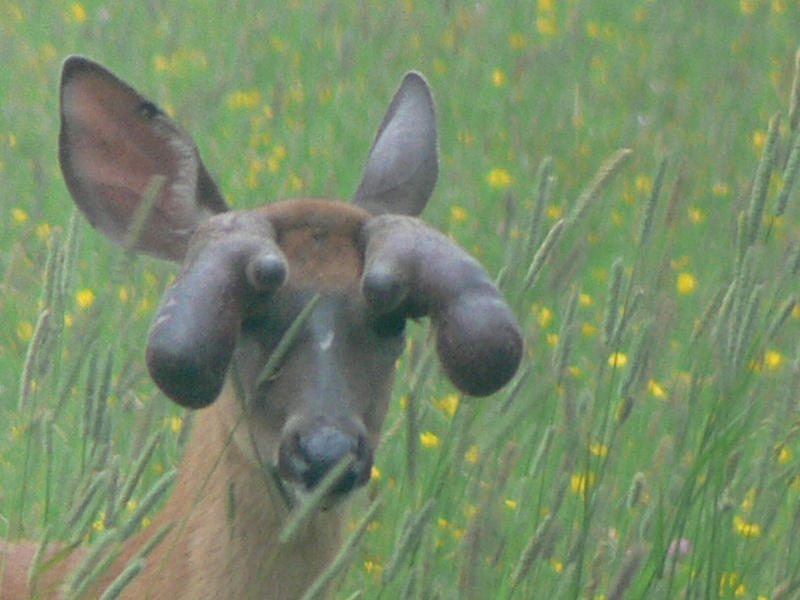 buck assez bizard observé en juillet P1050412