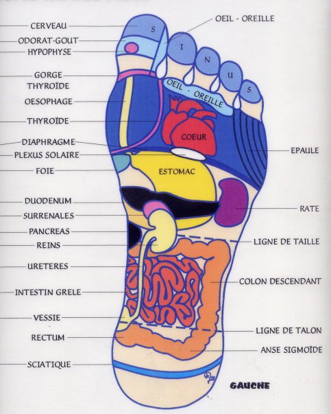 les pieds    15053910