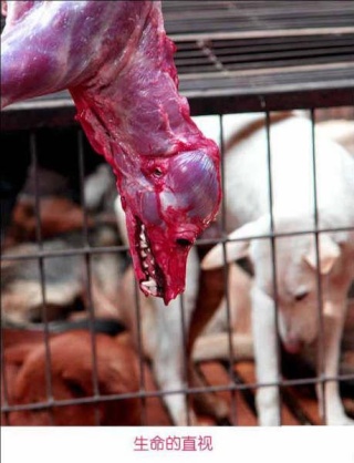 Dog Butchery In China.. 1017