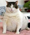kucing obesiti.. 254