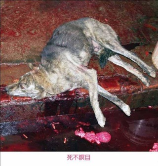 Dog Butchery In China.. 623