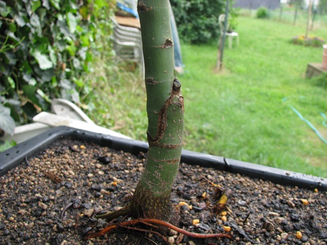 plant acer shishigashira pour formation en bonsai Img_0925