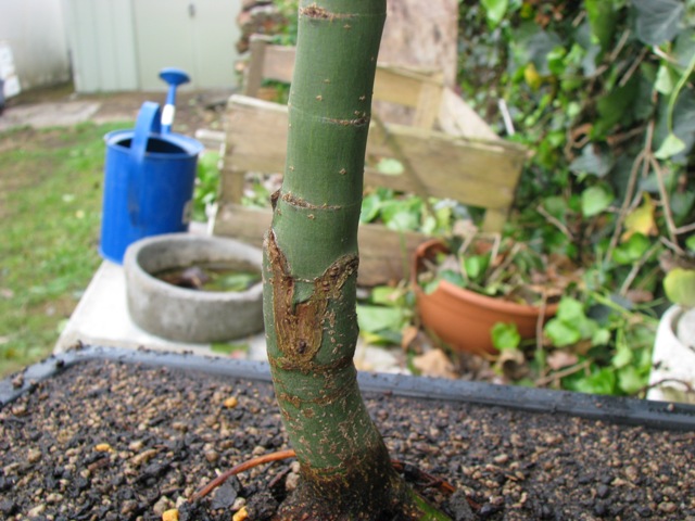 plant acer shishigashira pour formation en bonsai Img_0926