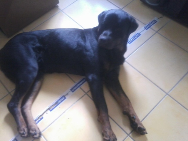 ATES  rottweiler de 4 ans Ates_610